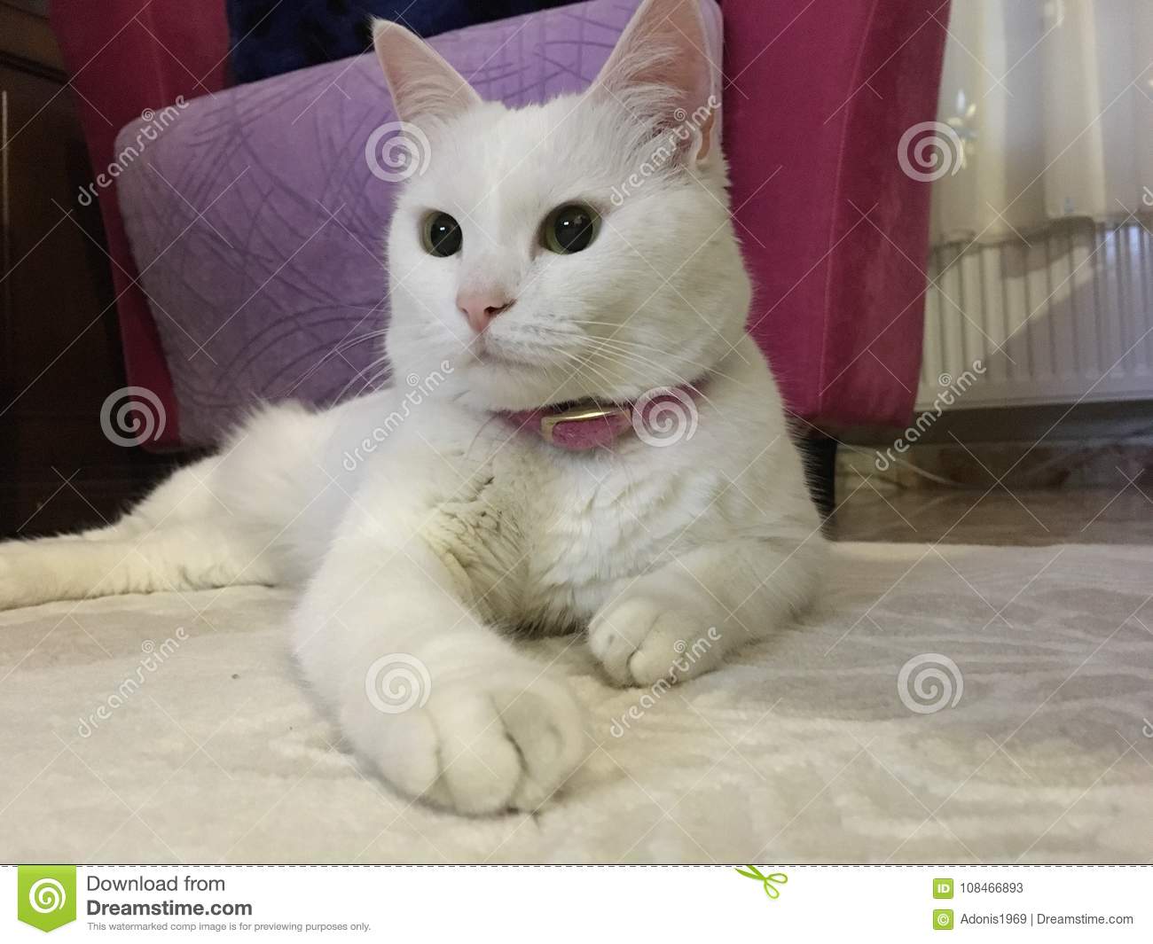 close up white turkish van cat resting on the carpet